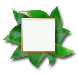 High angle view of green leaves on white background