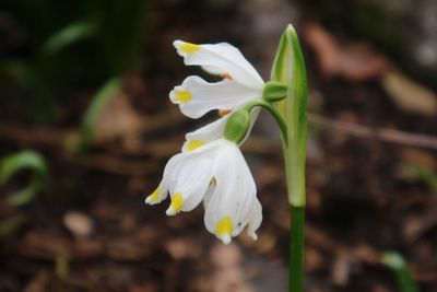 Close-up of flower blooming outdoors