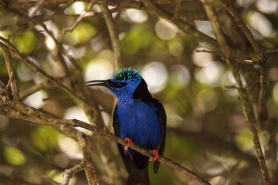 Close-up of bird perching on branch