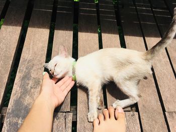 High angle view of hand holding cat