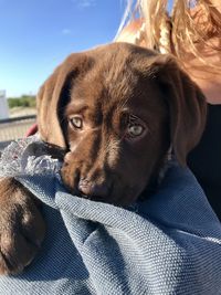 Close-up portrait of puppy