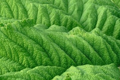 Full frame shot of fresh green leaf