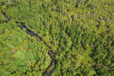 High angle view of trees growing in forest