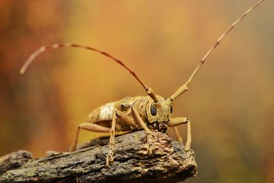 Close-up of longhorn beetle insect on rock