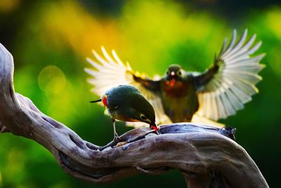 Close-up of bird against blurred background