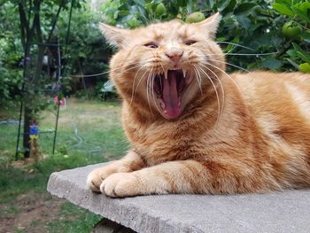 Close-up of a cat yawning