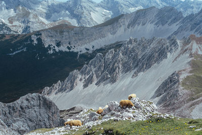 High angle view of sheep on snowcapped mountains