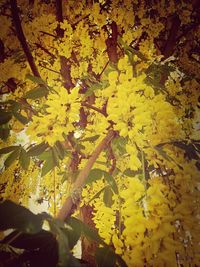 Close-up of yellow flowers