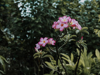 Close-up of pink flowering plant