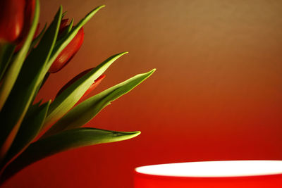 Close-up of orange flower