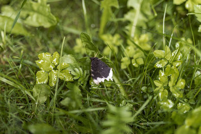 Close-up of butterfly on plant in field