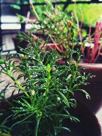 Close-up of potted plant