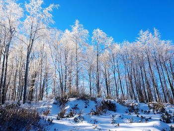 Bare trees on snow covered land against sky