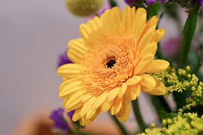 Close-up of yellow flowering plant