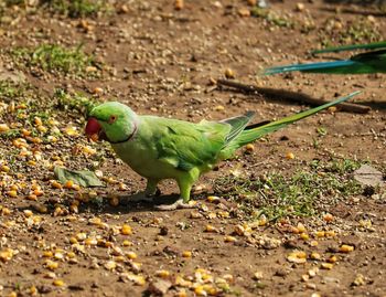 Close-up of parrot on field