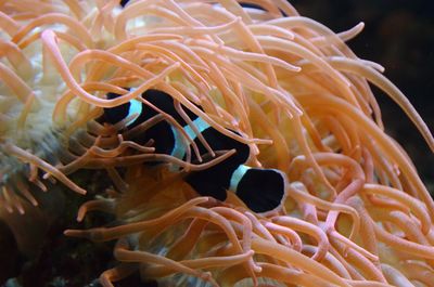 Close-up of jellyfish swimming in sea