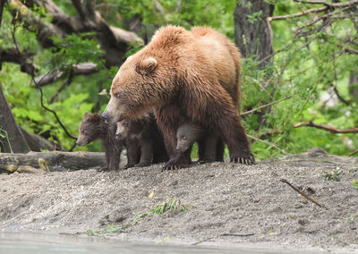 Bears at forest