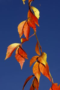 Close-up of dried autumn leaf against blue sky