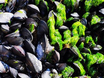 Full frame shot of mussel