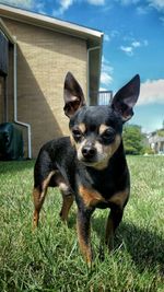 Dog grazing on grassy field