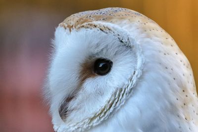 Close-up of white owl