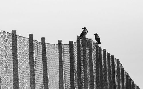 Low angle view of birds on building against sky