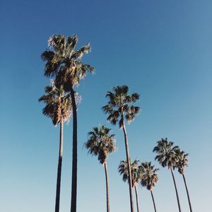 Low angle view of palm trees against clear blue sky