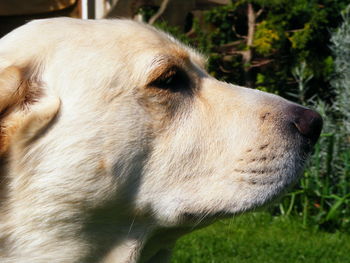 Close-up of dog looking away