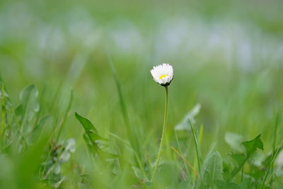 Close-up of white flowering plant on field