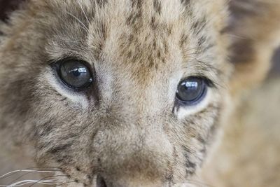 Close-up portrait of a cat