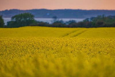 Scenic view of oilseed rape field against sky during sunset