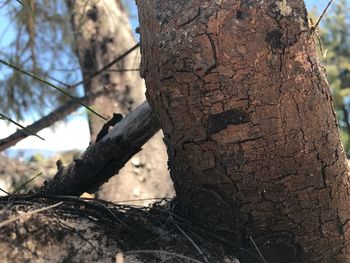 Close-up of tree trunk