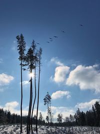 Low angle view of silhouette birds flying against sky