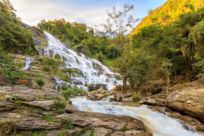 Scenic view of waterfall in forest