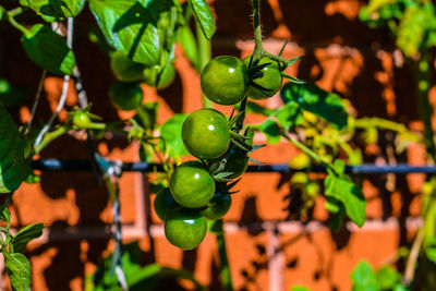 Close-up of fruits growing on tree