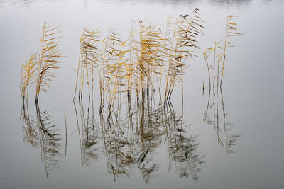 High angle view of plants in lake against sky