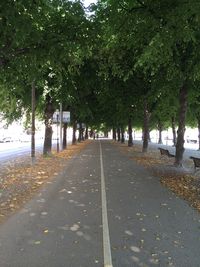 Empty road along trees