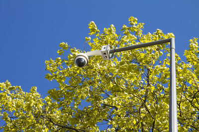 Low angle view of flowering plants against blue sky