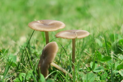 Close-up of mushroom growing on field