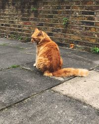 Cat sitting on street