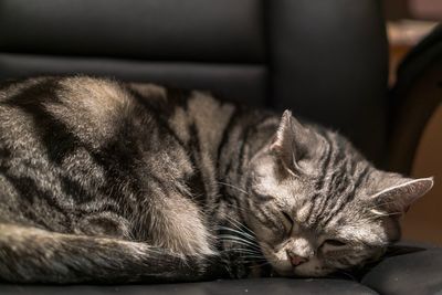 Close-up of cat sleeping