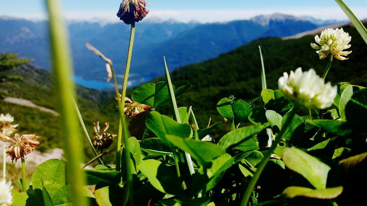 growth, plant, nature, green color, beauty in nature, no people, outdoors, field, leaf, close-up, day, agriculture, mountain, landscape, freshness, fragility