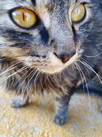 Close-up portrait of a cat