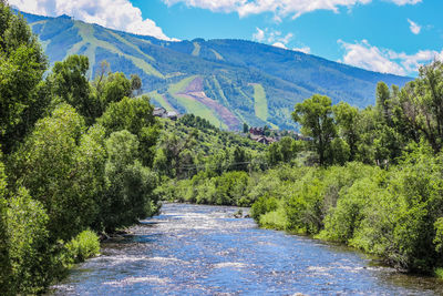 Scenic view of yampa river amidst trees