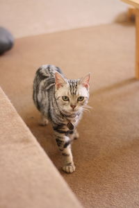 Portrait of tabby cat on floor