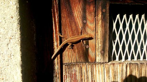 Close-up of wooden door