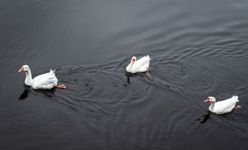 High angle view of ducks swimming in lake