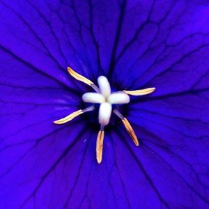 Close-up of purple flowers