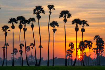 Scenic view of palm trees against sky during sunset