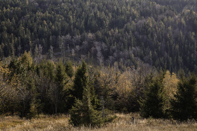 Pine trees in forest